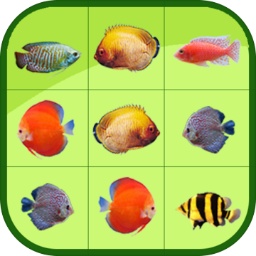 亚盈app